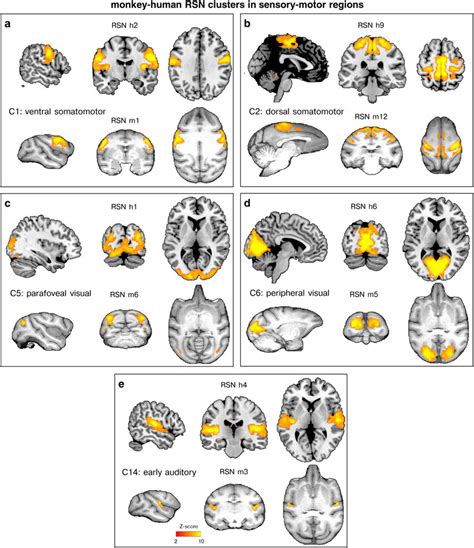 Clusters With Monkey And Human Rsns In Sensory Motor Regions Among The