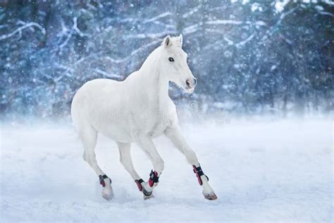 White Horse Running In Snow