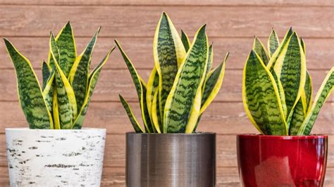 Best Indoor Plants For Oxygen In Your Home