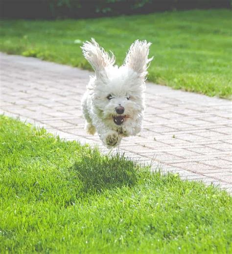 Dogs With Canine Adhd Are Hyperactive With Short Attention Spans