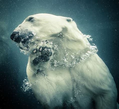 Polar Bear Swimming