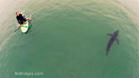 Great White Shark Captured On Drone Cam Swimming With Crazy