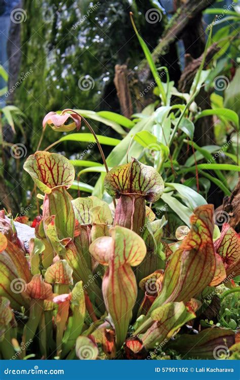 Carnivorous plants stock photo. Image of petals, nature - 57901102