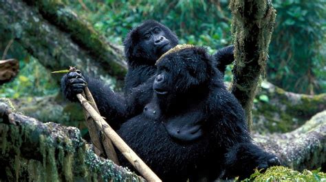 Uganda Gorilla Trekking Safaris Gorilla Trekking Safari