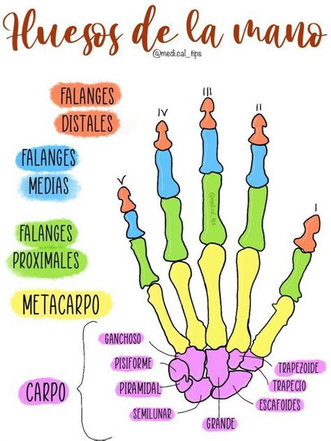 Pin en ANATOMÍA Anatomia del hueso Huesos anatomia Lecciones de