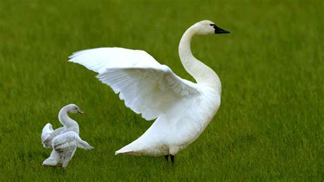 ternak angsa  untung besar ilmu peternakan