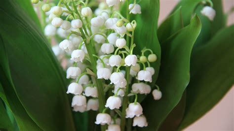 lily   valley
