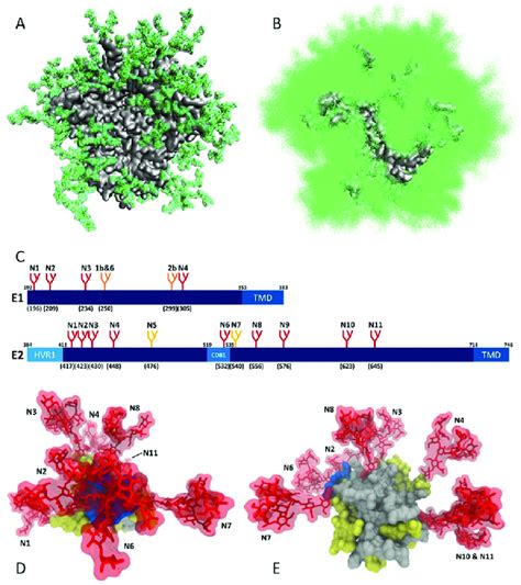 Dynamic Glycan Shield Of Viral Surface Glycoproteins A Single