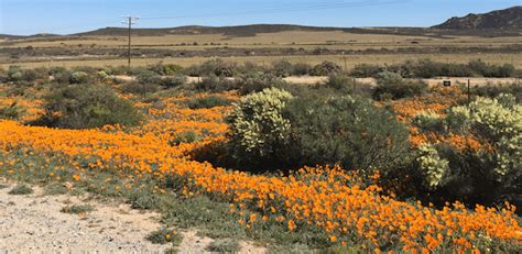 South Africa Flowers | Cape Floral Kingdom | Flower Safari 2018