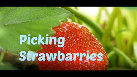 Strawberry Picking Youtube