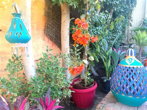 several potted plants in front of a house with blue and red decorations ...