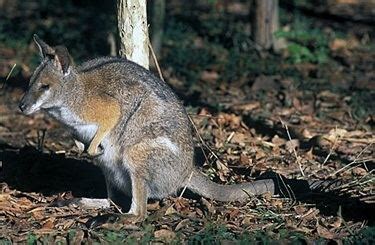 Black striped wallaby - Alchetron, The Free Social Encyclopedia