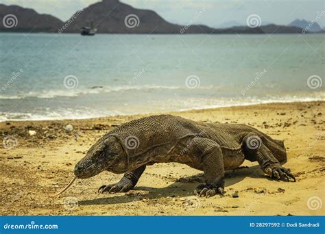 Komodo Dragon Indonesia stock photo. Image of beach, dragon - 28297592