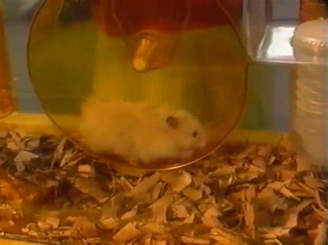 Zippity The Hamster Barney Wiki Fandom