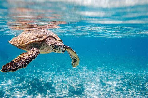 2560x1440px | free download | HD wallpaper: Africa, turtle, nature, blue, sea, animals, animal ...