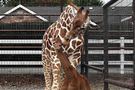 New Photos of Spotless Baby Giraffe at Tennessee's Brights Zoo