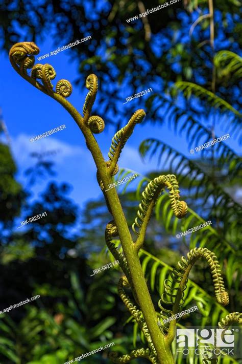 Tree Fern Rainbow Falls Hilo Big Island Hawaii Stock Photo