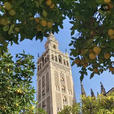 History of the Seville Orange Tree - Seville Oranges