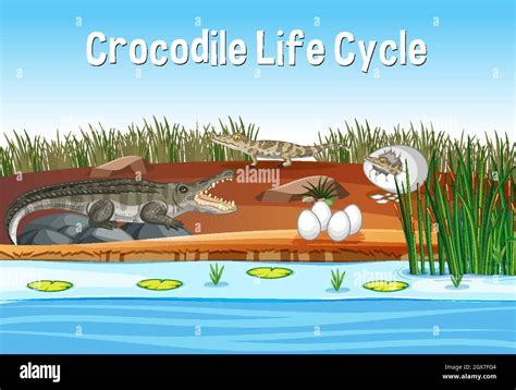 Life Cycle Of A Alligator