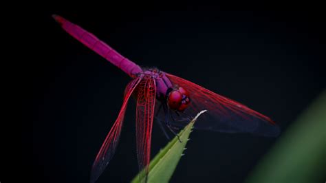 Dragonfly Trithemis Aurora Insect 4k HD Wallpaper