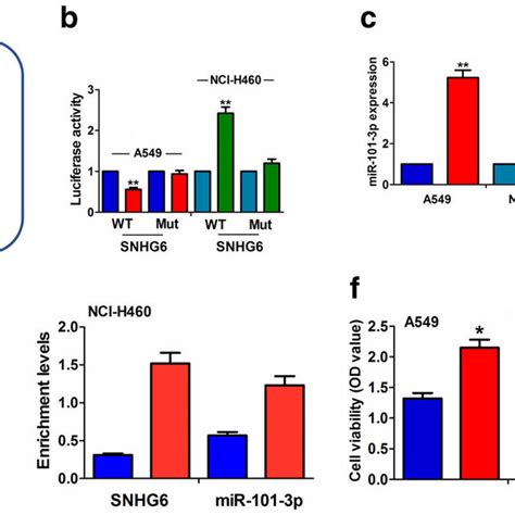 Snhg Negatively Regulated Mir P Expression In Nsclc Cells A