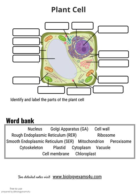 Worksheet And Quiz On Plant Cell Structure And Function Worksheets