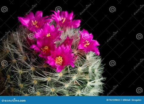 Pink Flower Of Cactus Mammillaria Stock Image Image Of Green