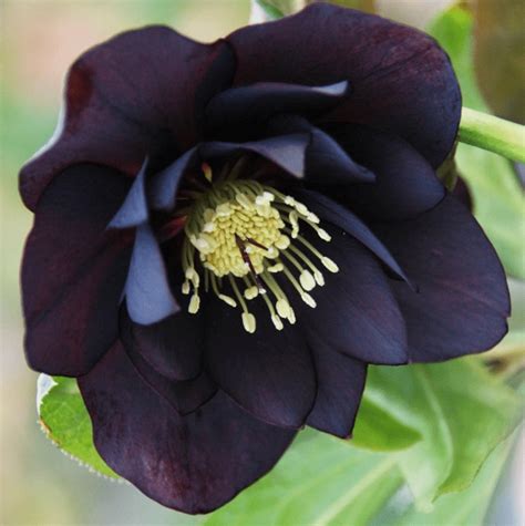 9 Gorgeous Black Flowers That Will Make A Statement In Your Garden