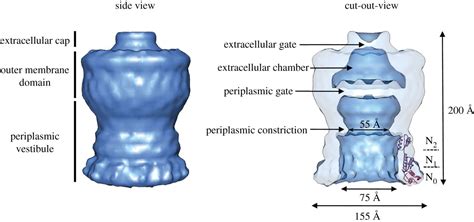 On The Path To Uncover The Bacterial Type Ii Secretion System