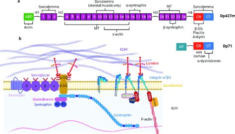 Overview Of The Dystrophin Glycoprotein Complex With A Focus On