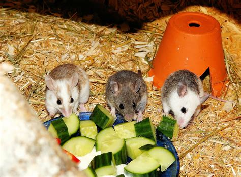 Which Small Rodents Make Good Pets? - Pet Mice Blog.co.uk