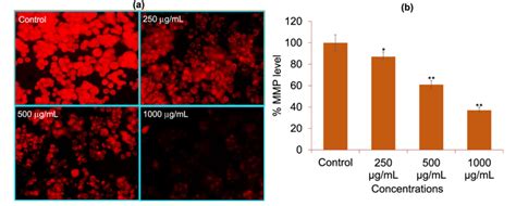 Mitochondrial Membrane Potential Mmp Analysis By Rhodamine Dye In