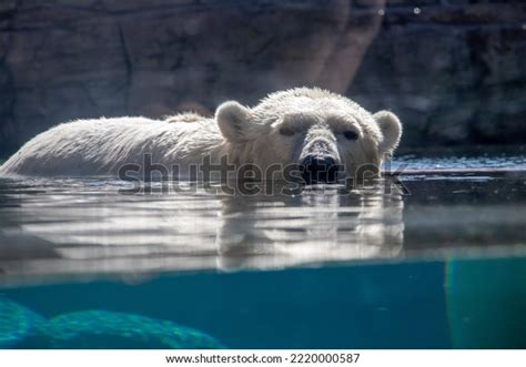 Polar Bear San Diego Zoo Stock Photo 2220000587 | Shutterstock