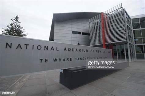 22 National Aquarium Of New Zealand Stock Photos, High-Res Pictures ...