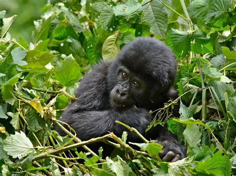 Ichumbi Gorilla Lodge Rushaga Sector Trek Africa Expeditions