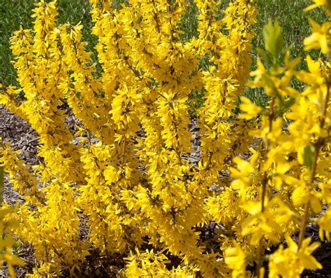 Names Of Yellow Spring Shrubs