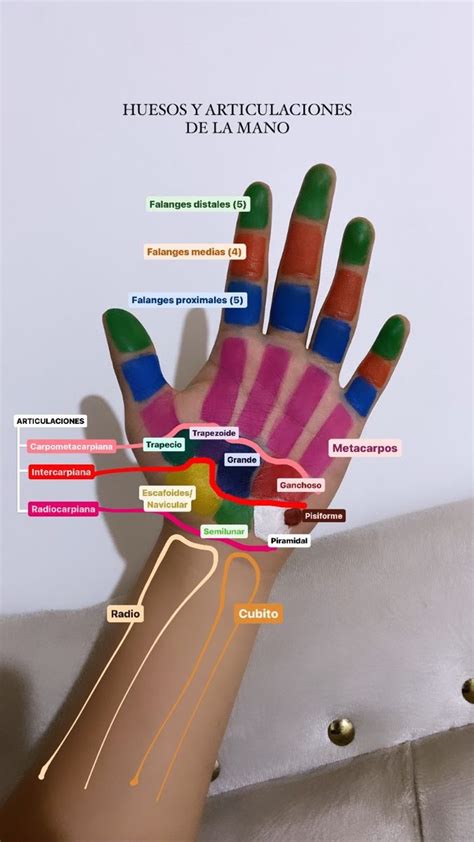 Huesos y articulaciones de la mano en 2024 Anatomía médica Anatomia