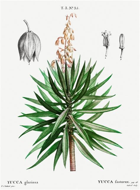 Spanish Dagger Yucca Gloriosa Growing And Care Guide For Gardeners