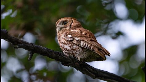 Screech Owl Flight And Out Of His Hole Youtube