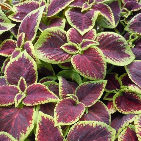 Coleus Wizard® Scarlet Milmont Greenhouses