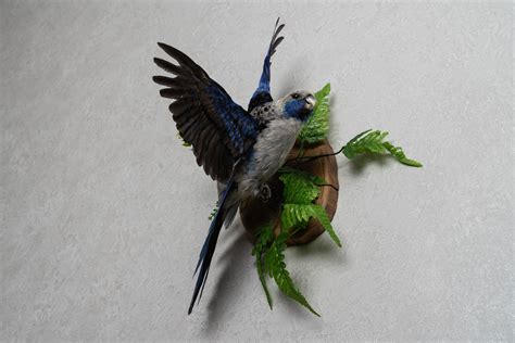 Parrot Taxidermy Bird Mount Mounted Stuffed Birds For Sale Real