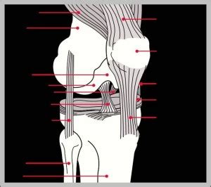 Human knee anatomy diagram - Graph Diagram