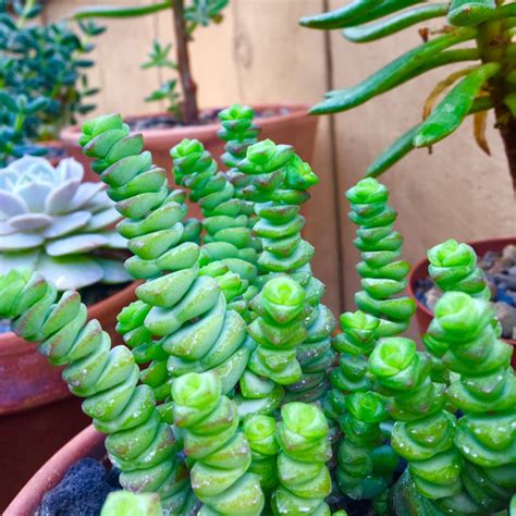 Crassula Rupestris Subsp Marnieriana Jade Necklace Uploaded By