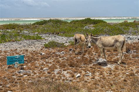 Greenpeace En Inwoners Bonaire Spannen Klimaatzaak Aan Tegen Nederland