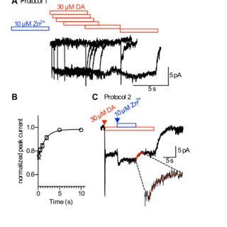 Neurotransmitter action and reuptake. Neurotransmitters released by ...