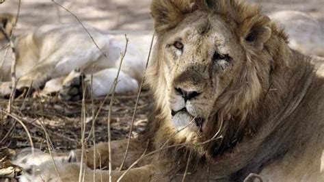 Asiatic Lion Conservation Project | Indian Bureaucracy is an Exclusive ...