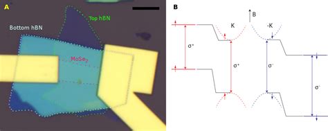 Figure 1 From Giant Paramagnetism Induced Valley Polarization Of