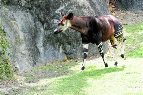 Okapi In Zoo Stock Photo Image Of Leaf Branch Grassland 25057510