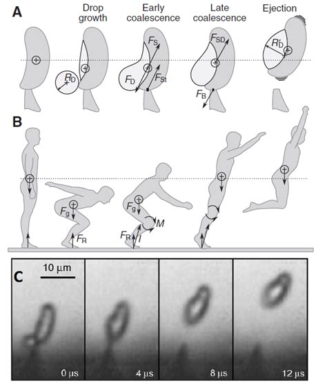 Plant Spore Diagram