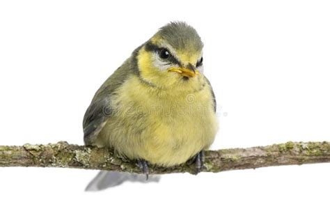 Tit Azul 23 Días De Viejo Encaramándose En La Ramificación Imagen de